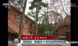 绵阳最新凯厦砍树爆料新闻,真相与争议交织的环保风波
